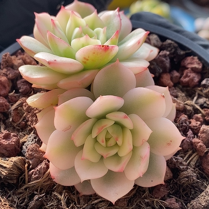 戴伦白腹轮锦多肉植物