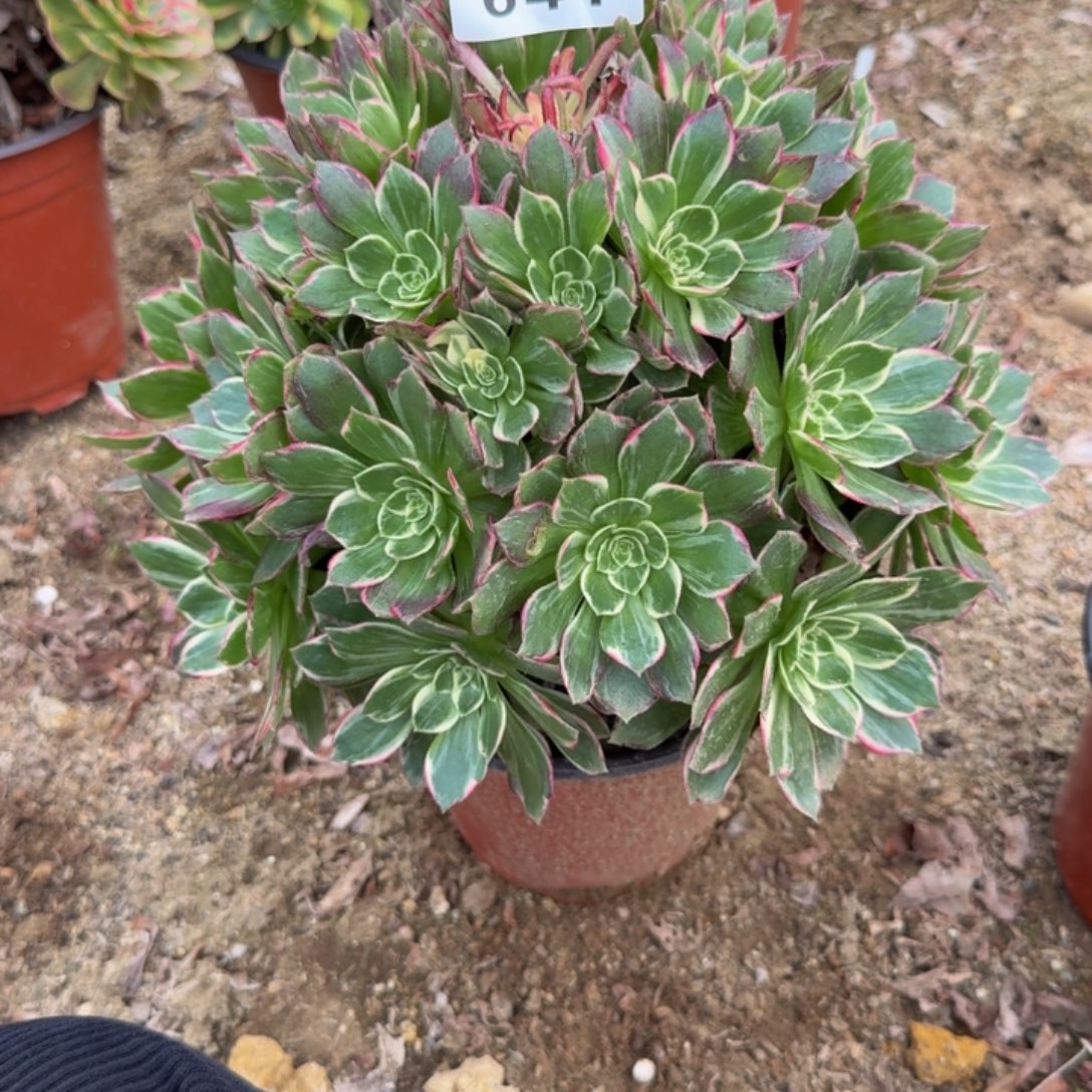 641万花筒。多肉植物