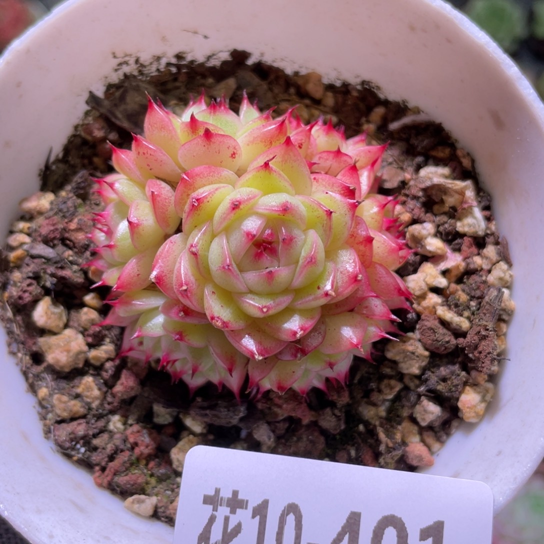 花利美10-401海王群
