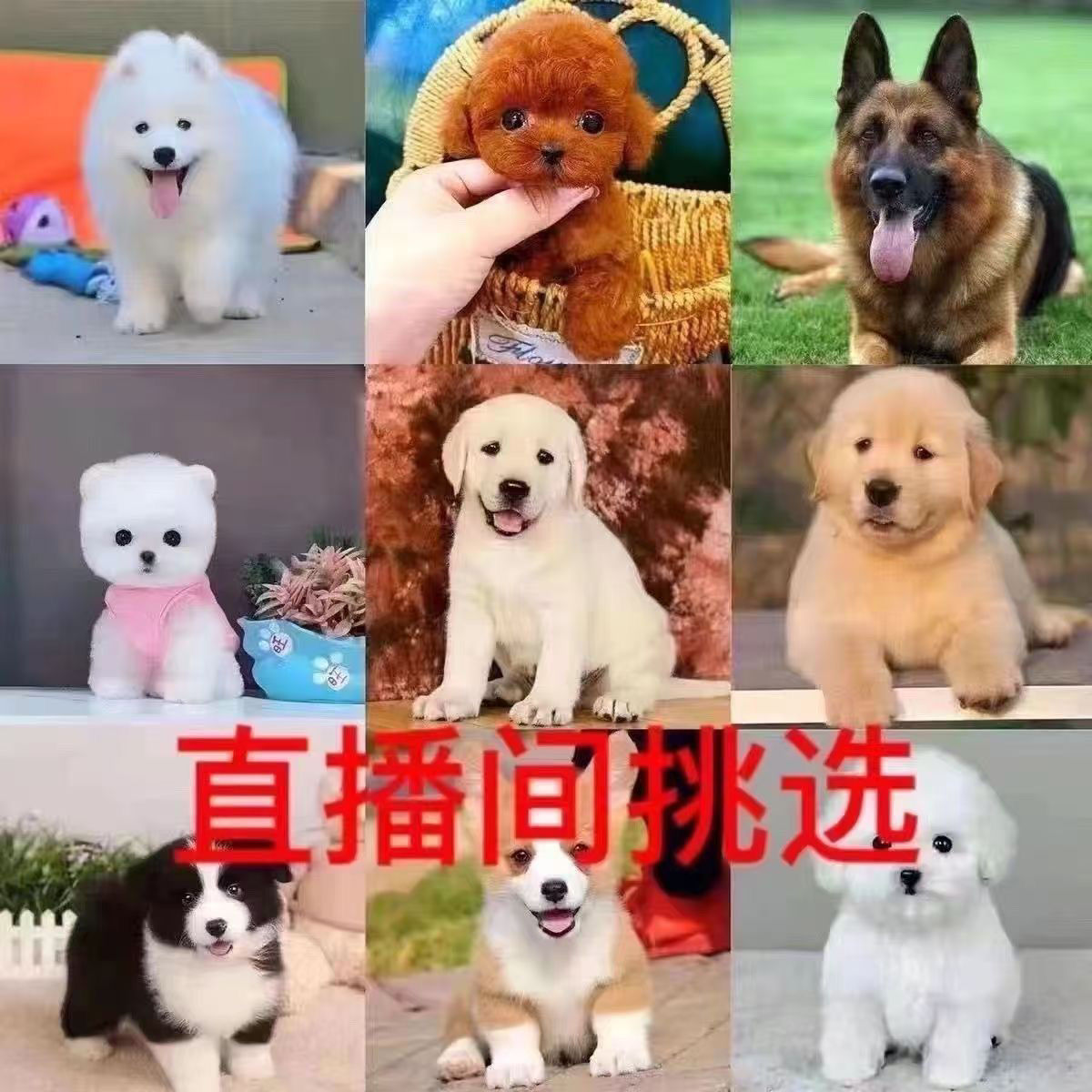 萌宠驾到——直播间一物一拍幼犬