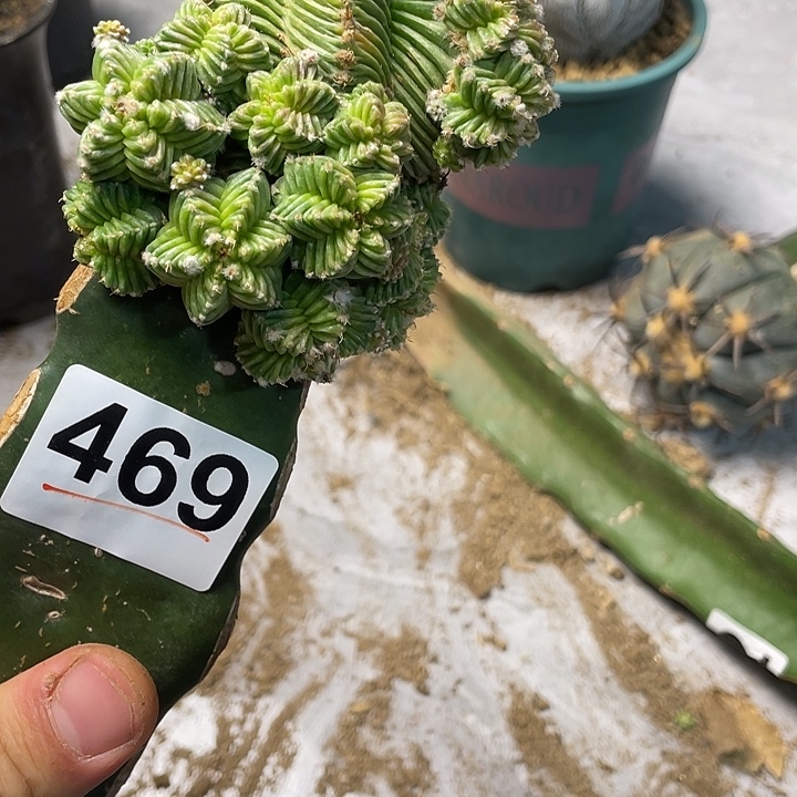 完全开放469五星花龙