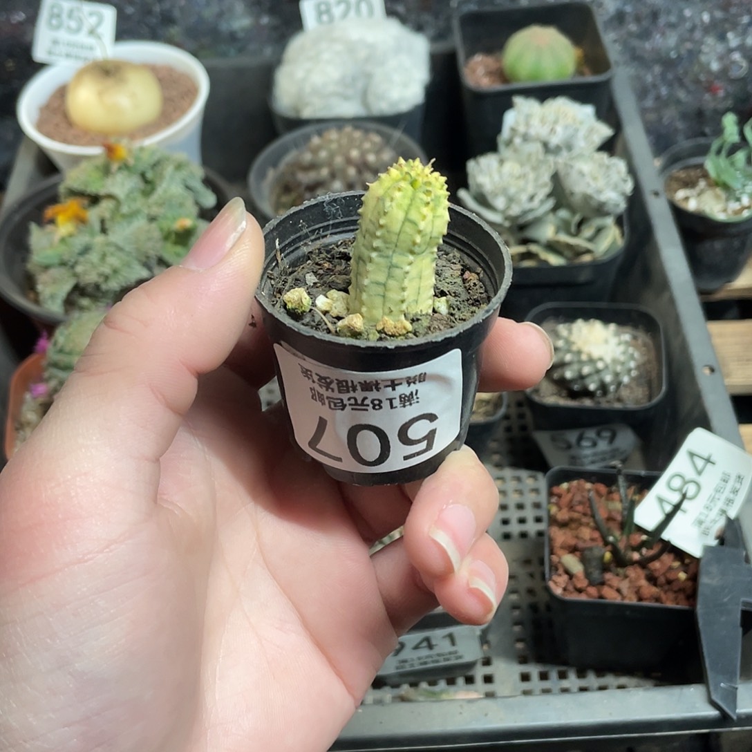 507布纹球锦（满18包邮）