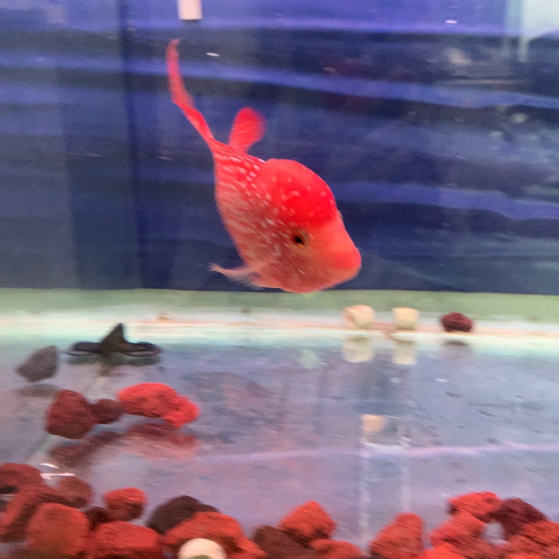 罗汉鱼火凤888888888888888