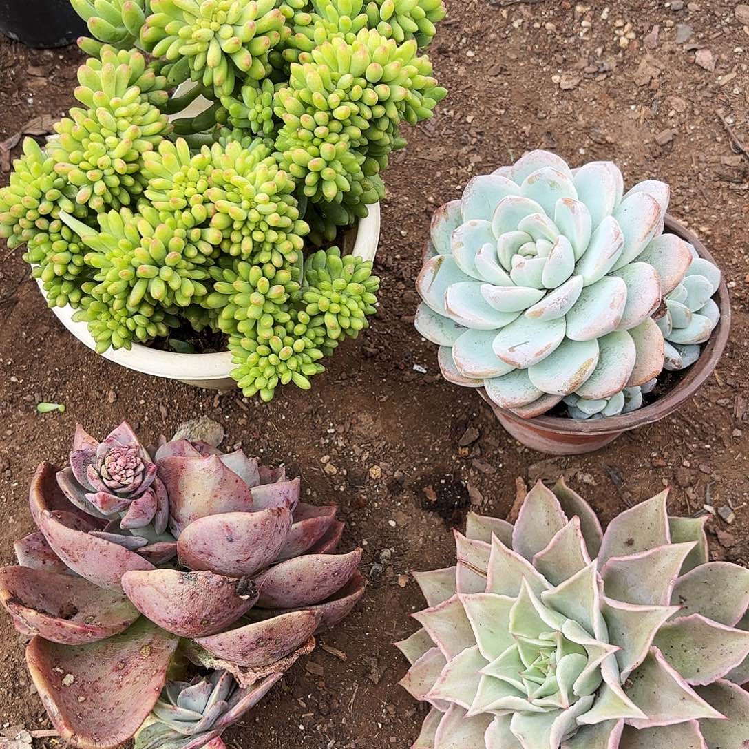 饺子皮，冰玉，香豆子瞿鹤