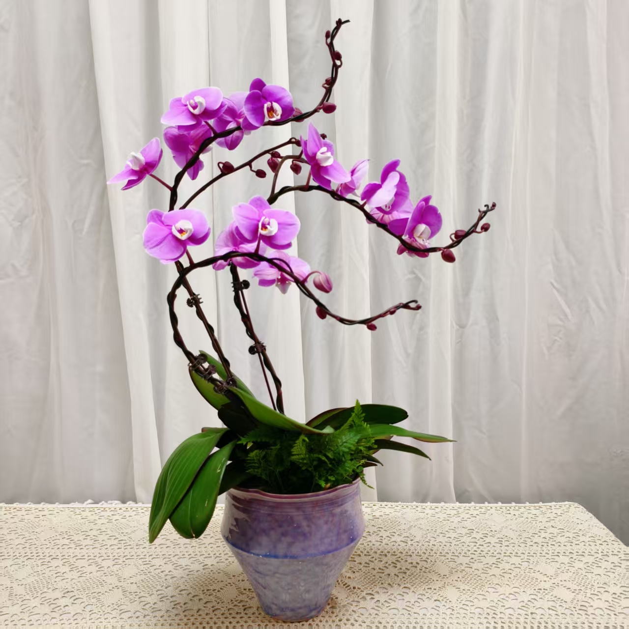国华优选【赛冰冰】蝴蝶兰绿植花卉艺术高级盆栽植株很好养