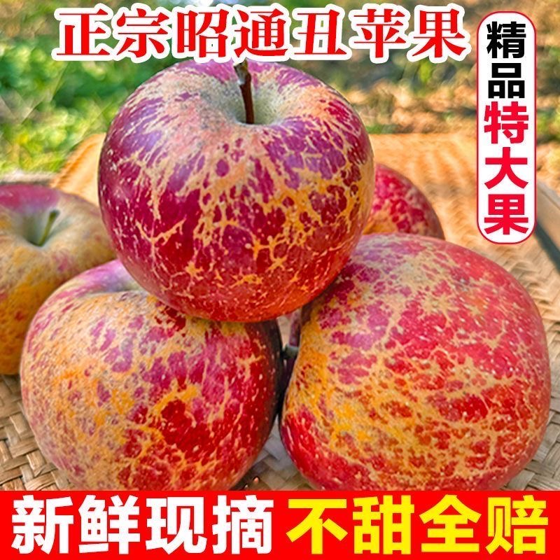 9斤装2025云南昭通丑苹果头茬鲜果产地直发高山苹果孕妇