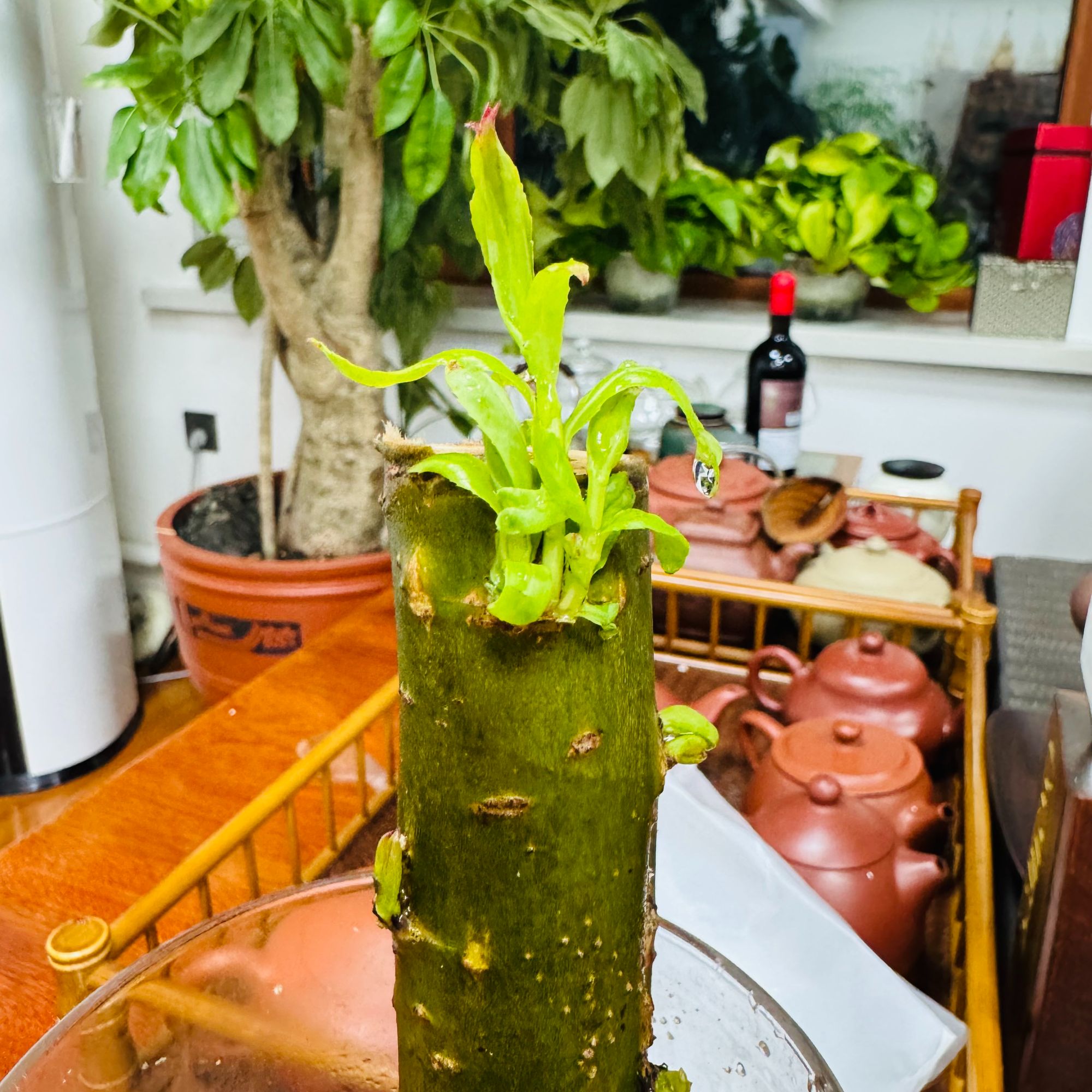 国风造型水培龙柳树段（巴西木同款）