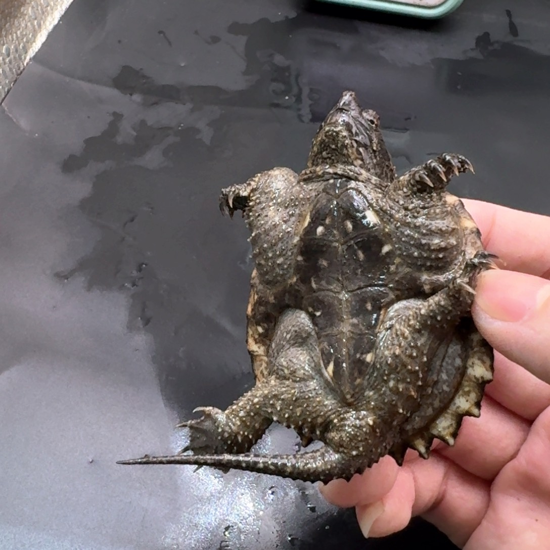 宠物龟不分公母111