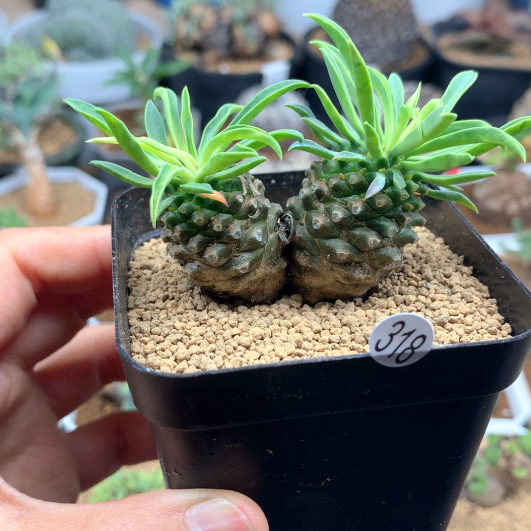 铁甲麒麟带盆多肉