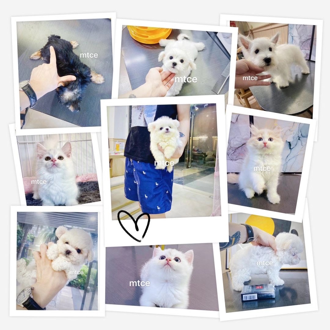 宠物相册【拍前联系客服】