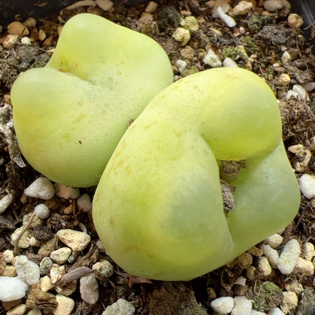 【闪购商品】94 双头拉登