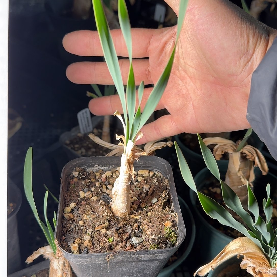 波叶布冯一个带盆发