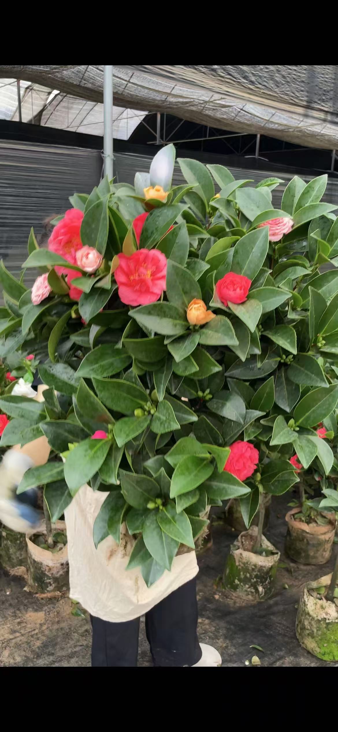 【60cm-80cm高】带花苞芽五色赤丹山茶花盆栽花卉茶花树苗四季开花