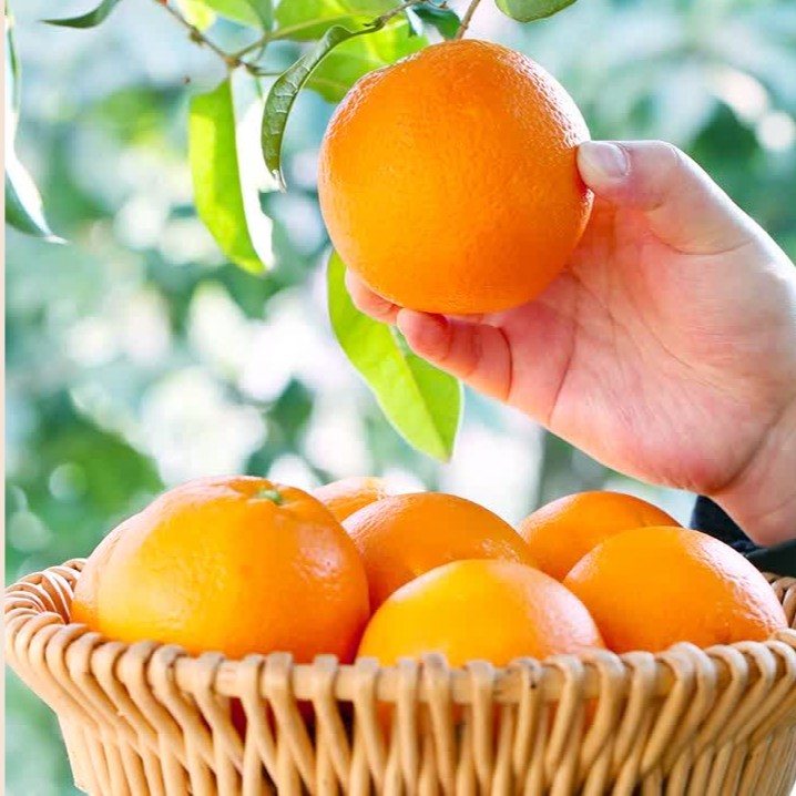 【赣南脐橙】优选果|橙香水润当季脐橙新鲜采摘水果多汁严选果香