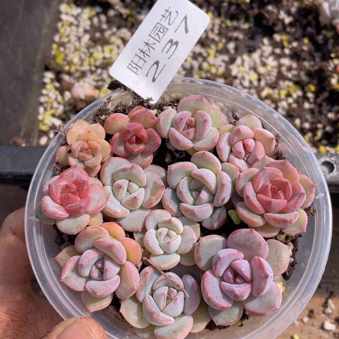 多肉植物多肉植物237