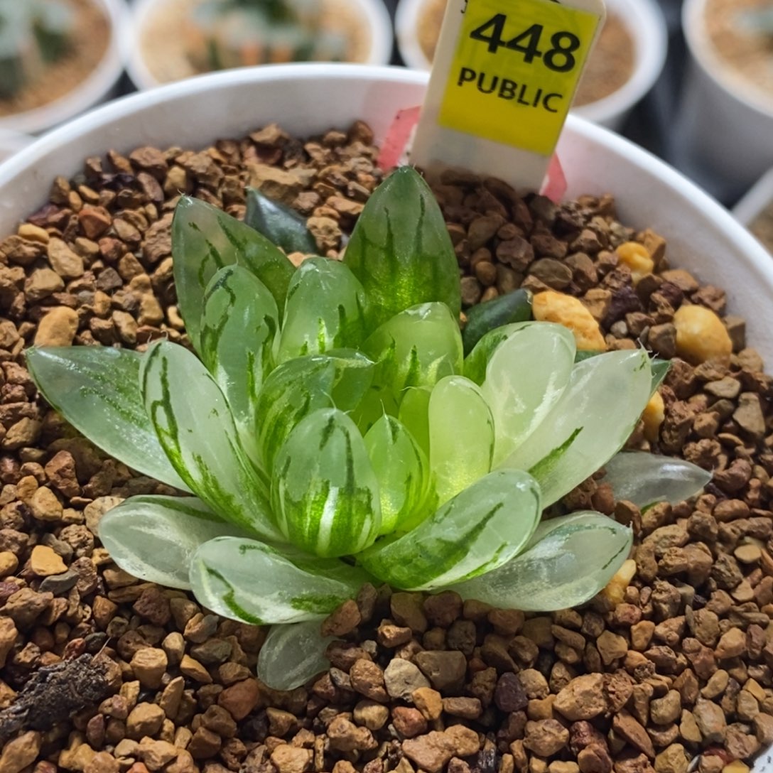 不开花植物448樱变女神