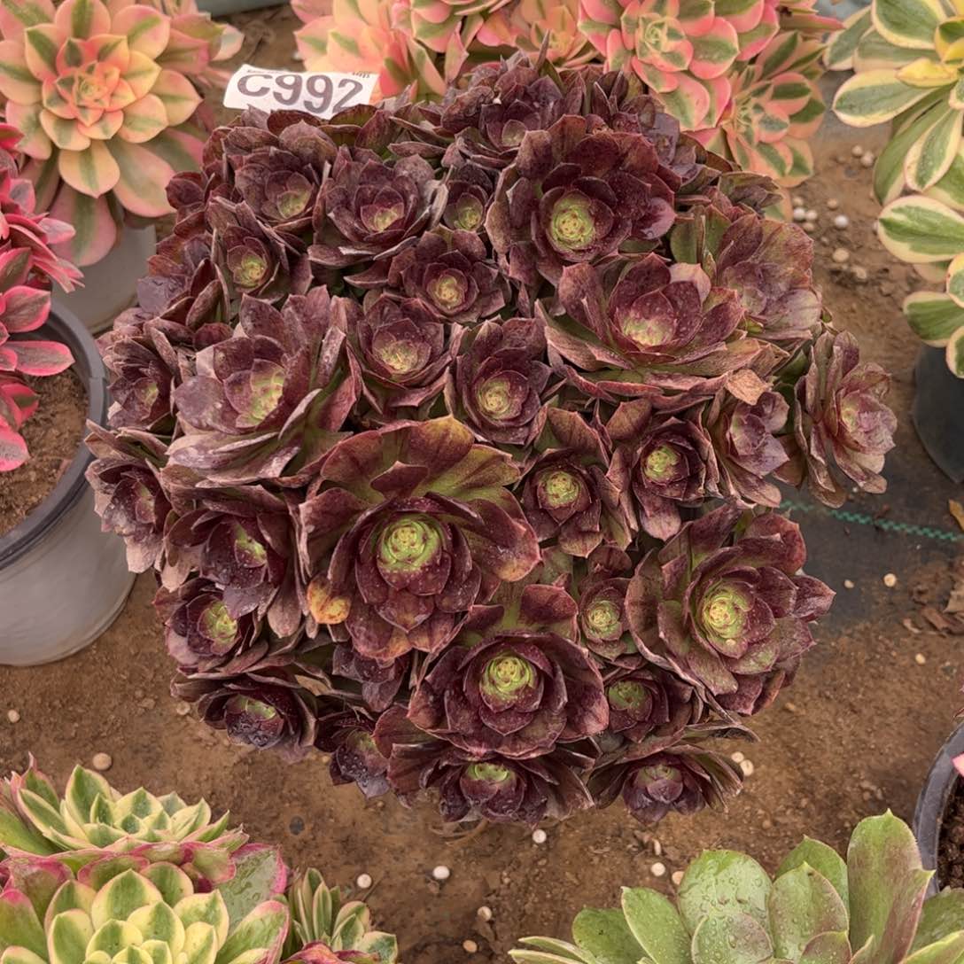 992多肉植物黑魔
