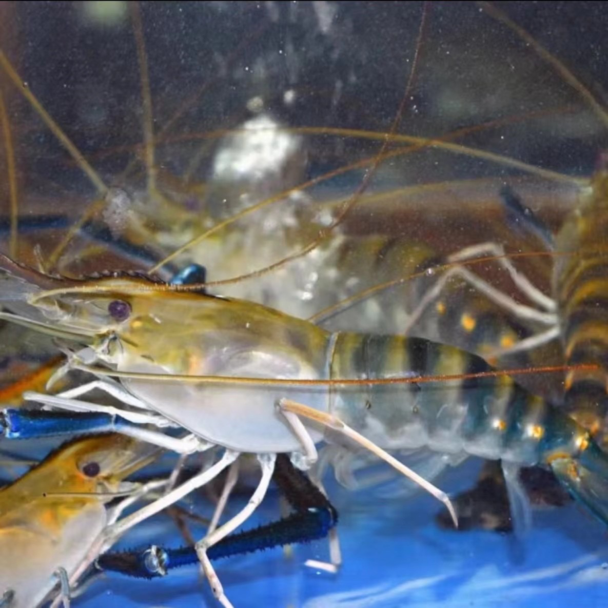 鲜活罗氏虾 2斤（15-20条/斤） 罗氏沼虾 大头虾 金钱虾 活虾 淡水虾