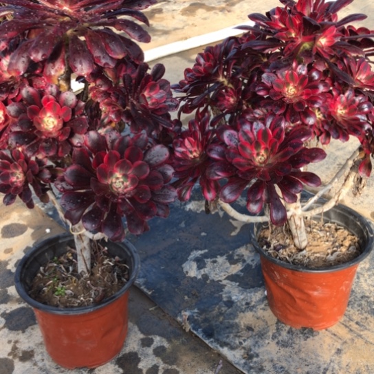 法师多肉植物法师942