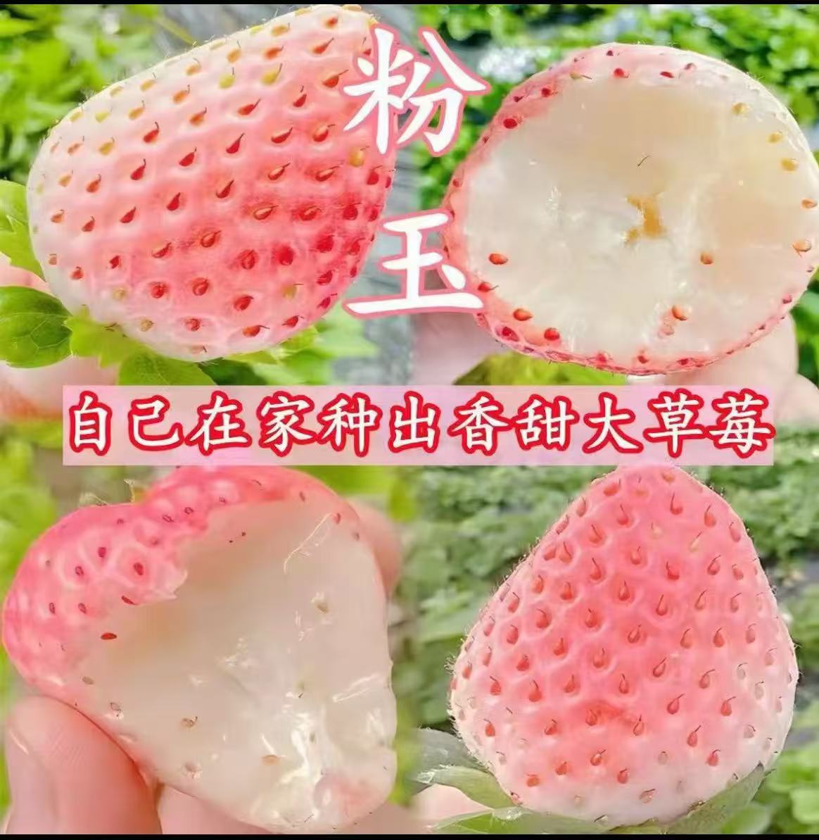 粉玉草莓 特色盆栽 网上很贵的淡雪草莓 粉红少女心