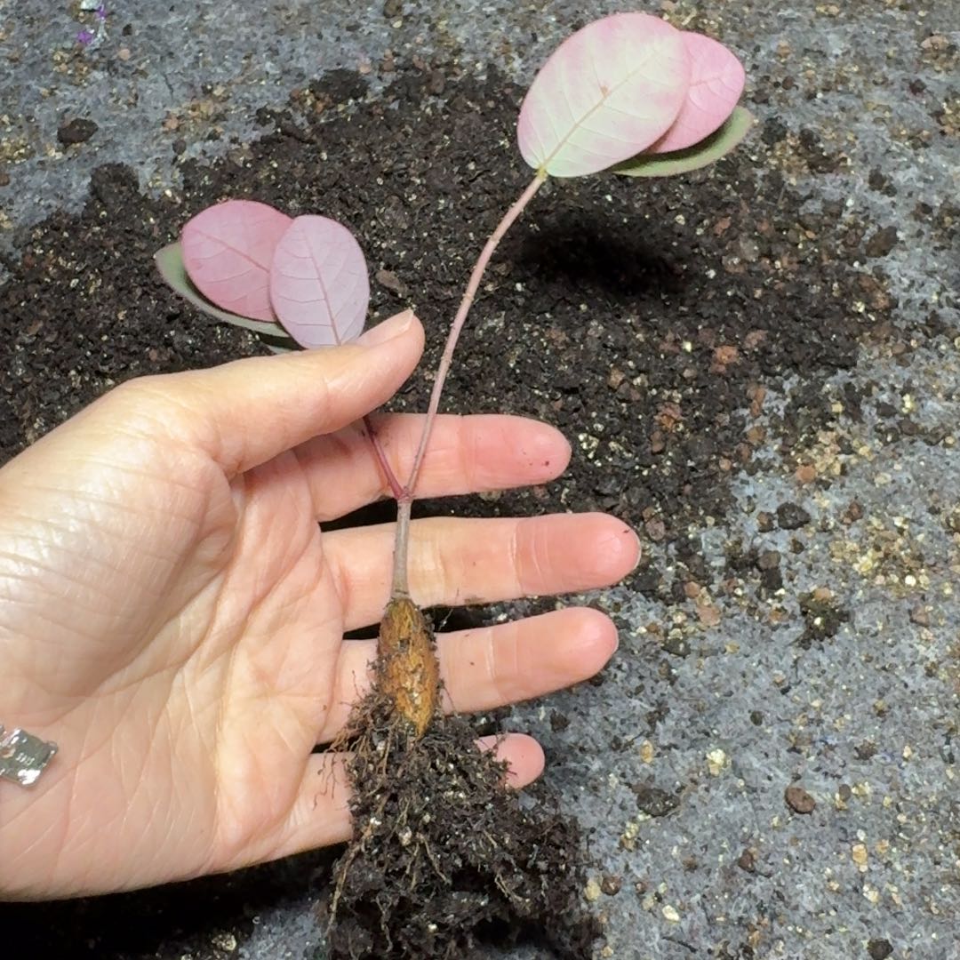 狮****奇异油柑一物一拍多肉