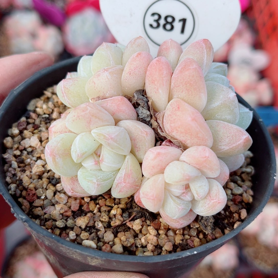 381号小老桩冰玉群