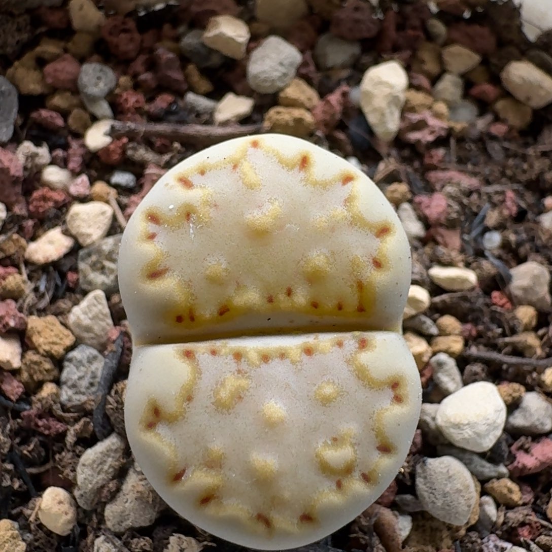 1221-034饼干编号so