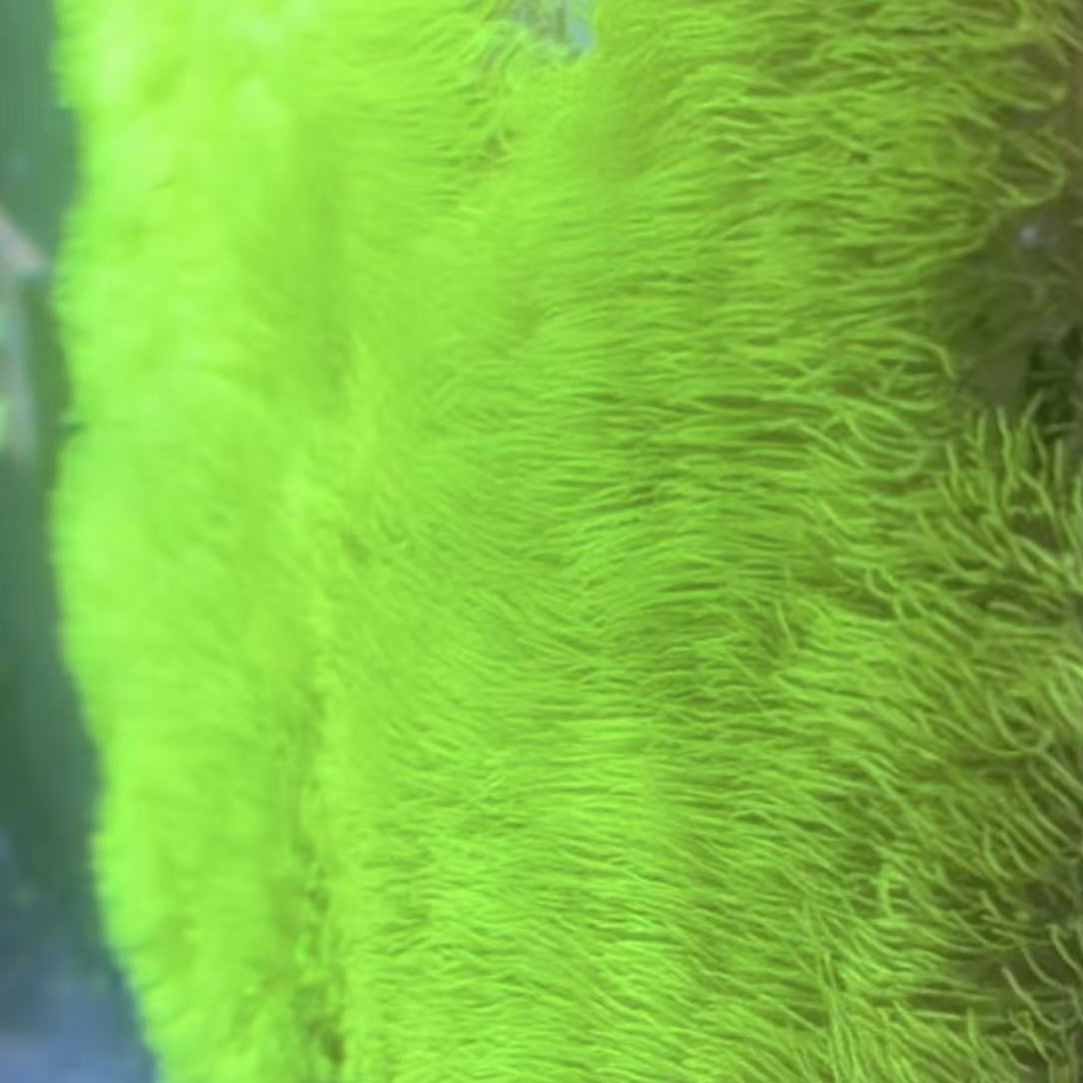 【天萱海洋】澳洲超级荧光绿草皮珊瑚 日本草皮珊瑚 紫芯绿草皮珊瑚