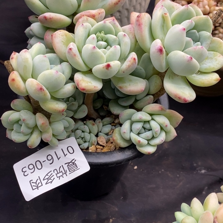 夏悦多肉0116-63望舒