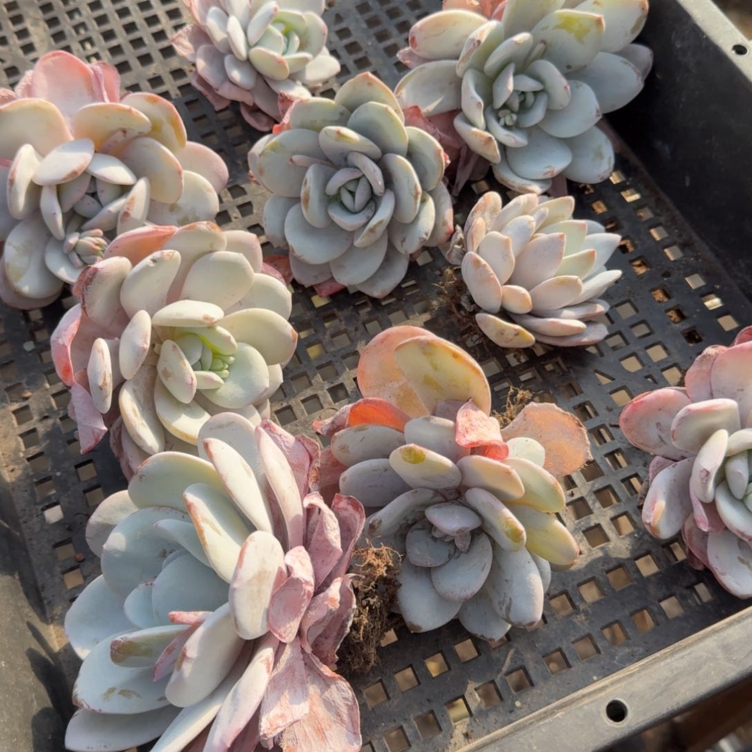 圆叶雪莲多肉植物