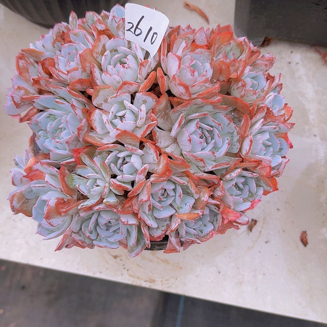 治***愈2610劳雪多肉植物