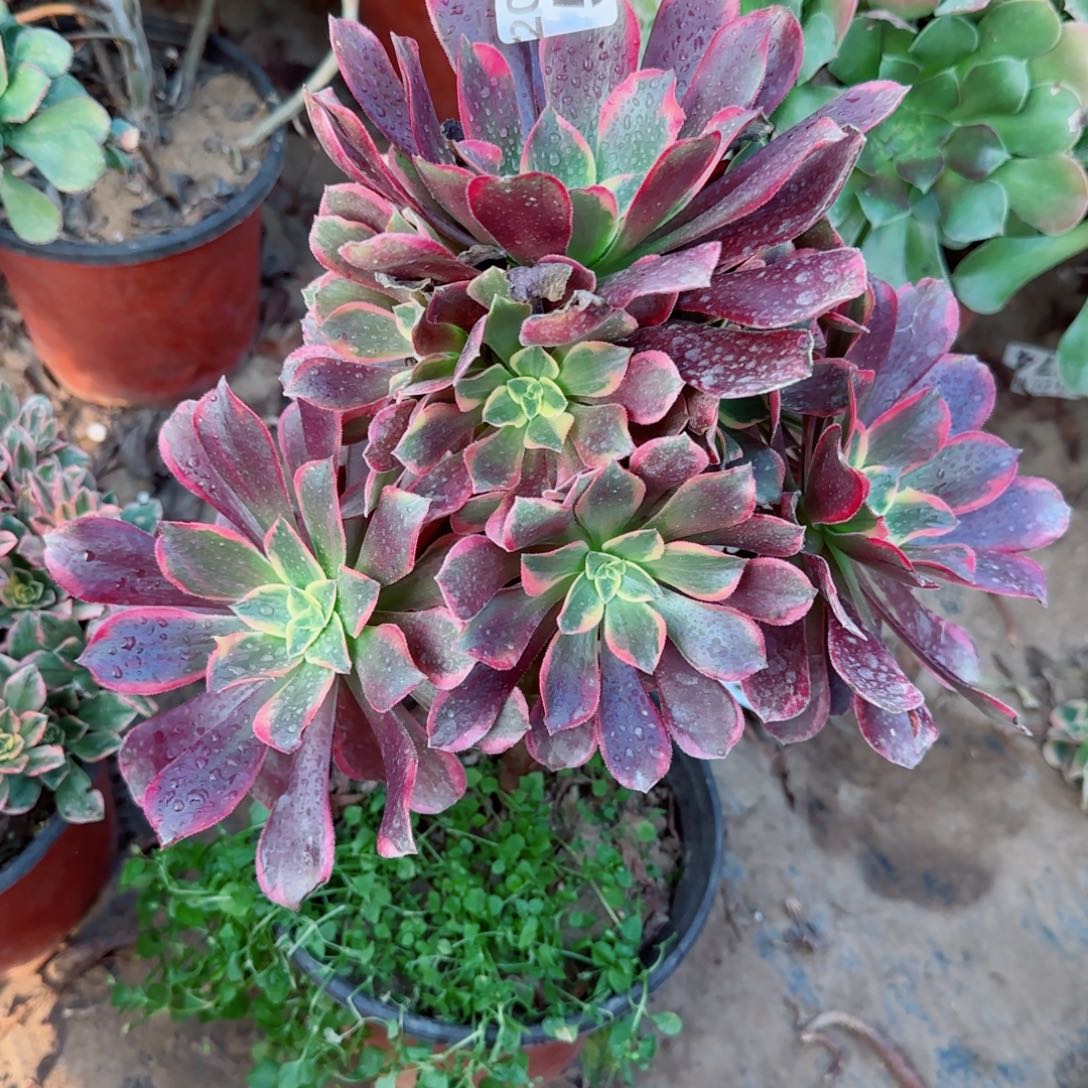 金丝576满20包邮断枝不包