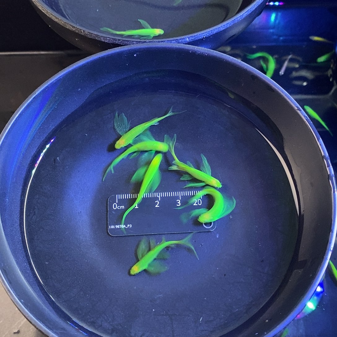 斑马鱼蝶翼精品翡翠绿5➕1备损