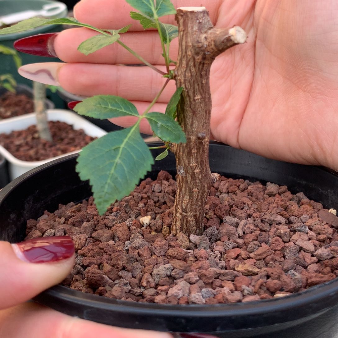 牵斯裂榄带盆发货