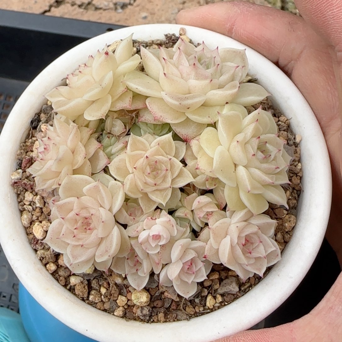 L***y【闪购商品】0128-53（fm-2）