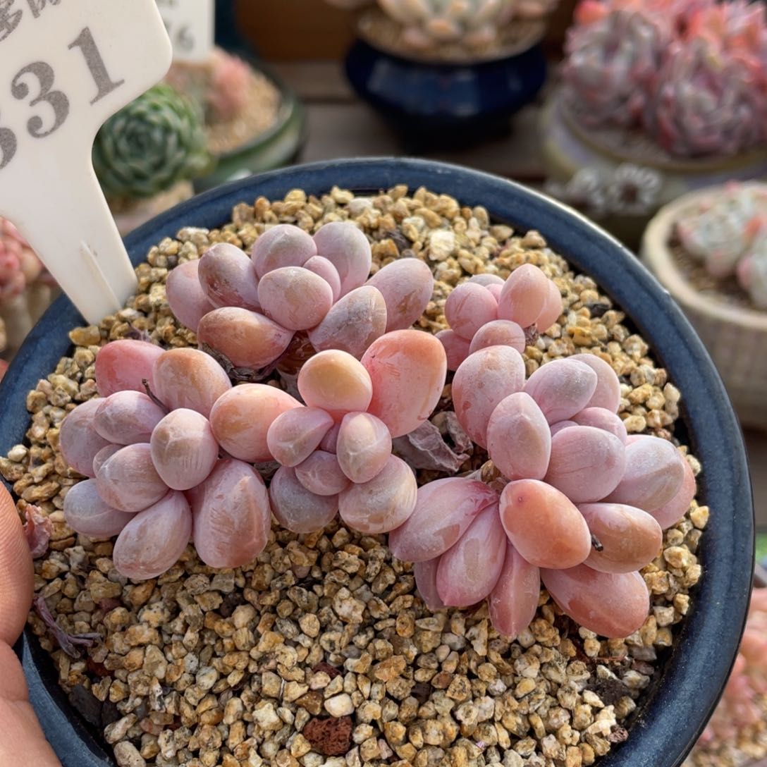 0331香玉不带盆9厘米