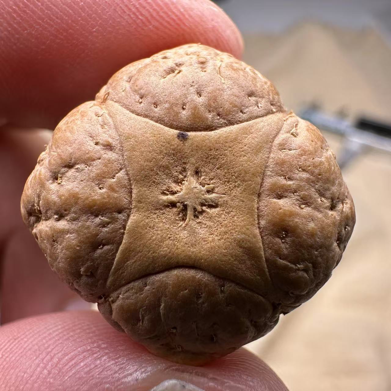 尼泊尔麒麟眼菩提，尺寸24，厚度14，s系列