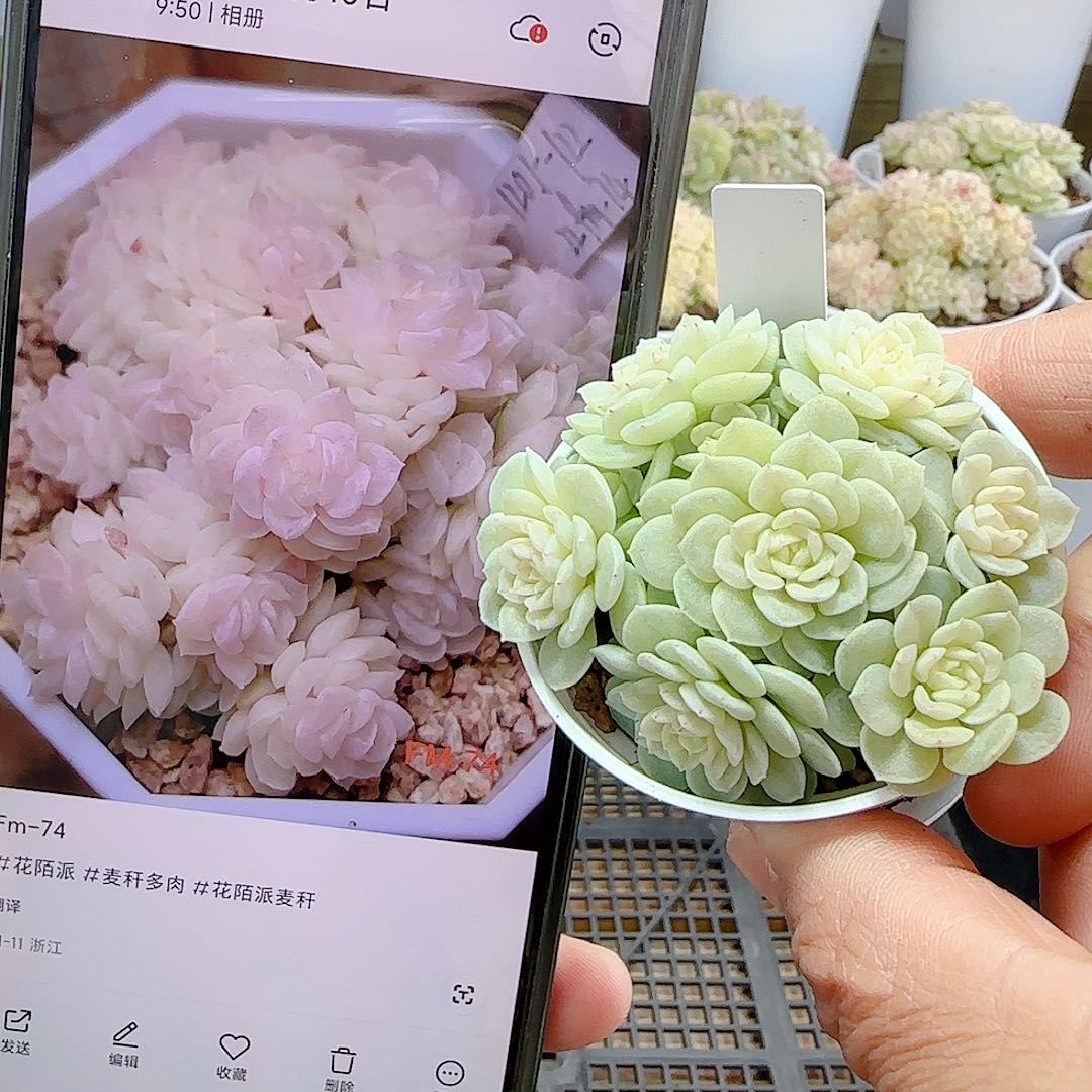 1127-6（fm-74）优选