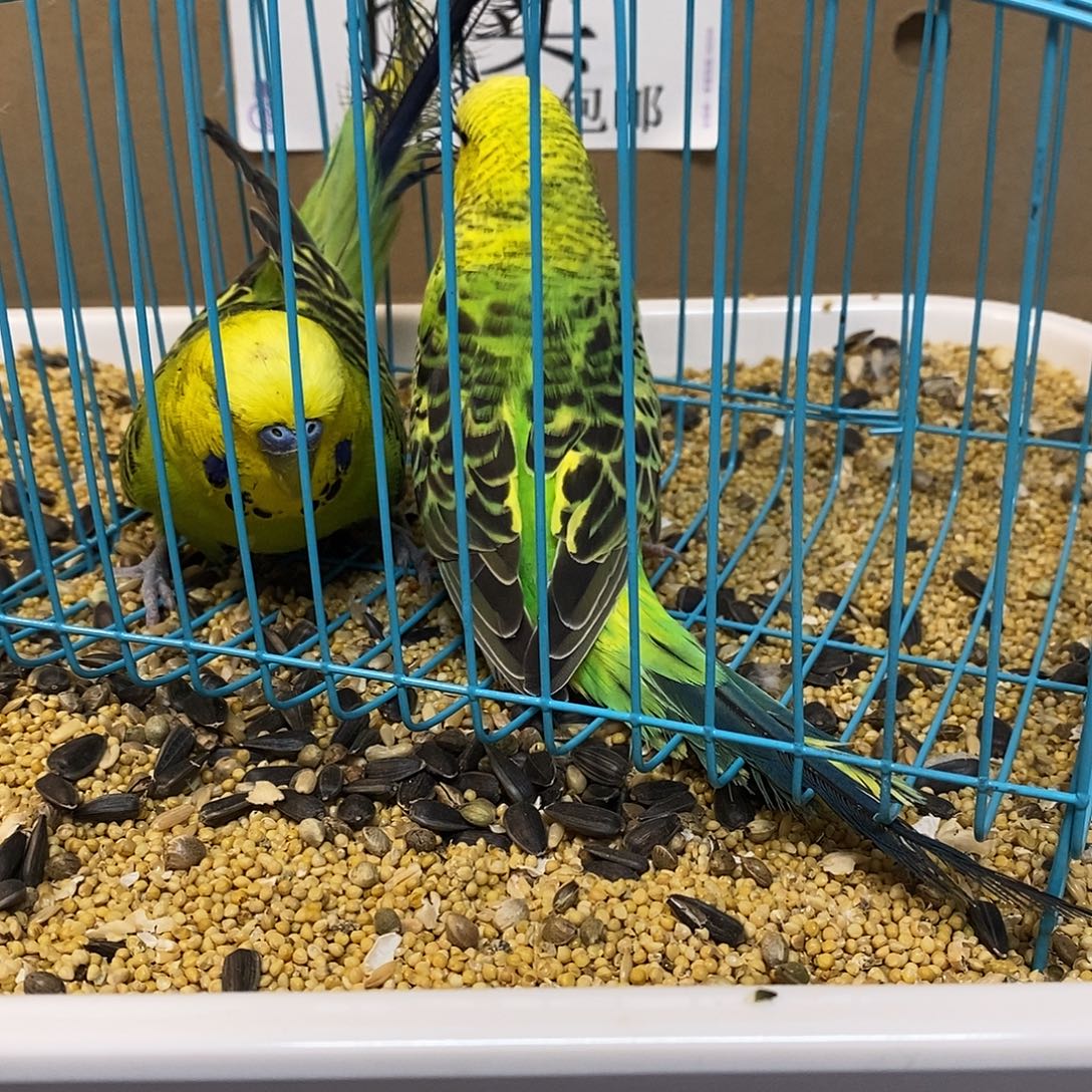 虎皮鹦鹉大头虎皮