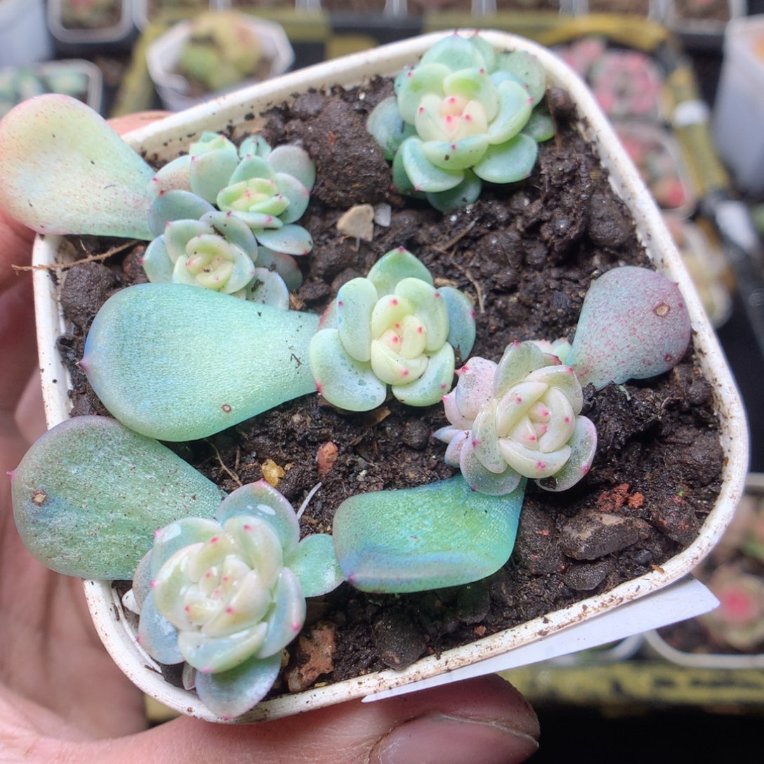 无花朵F58 yyyyyyyyy