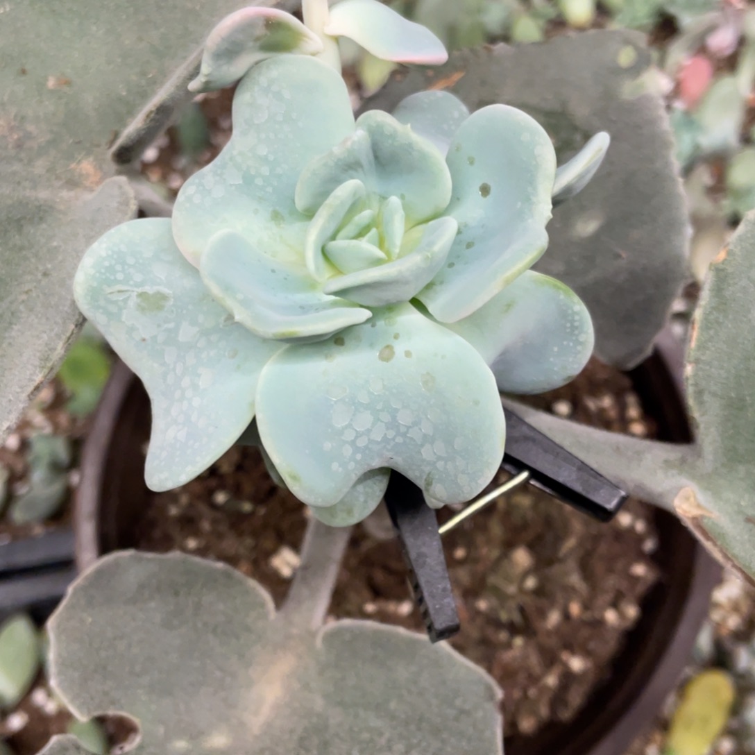 爱得松多肉植物嫁接