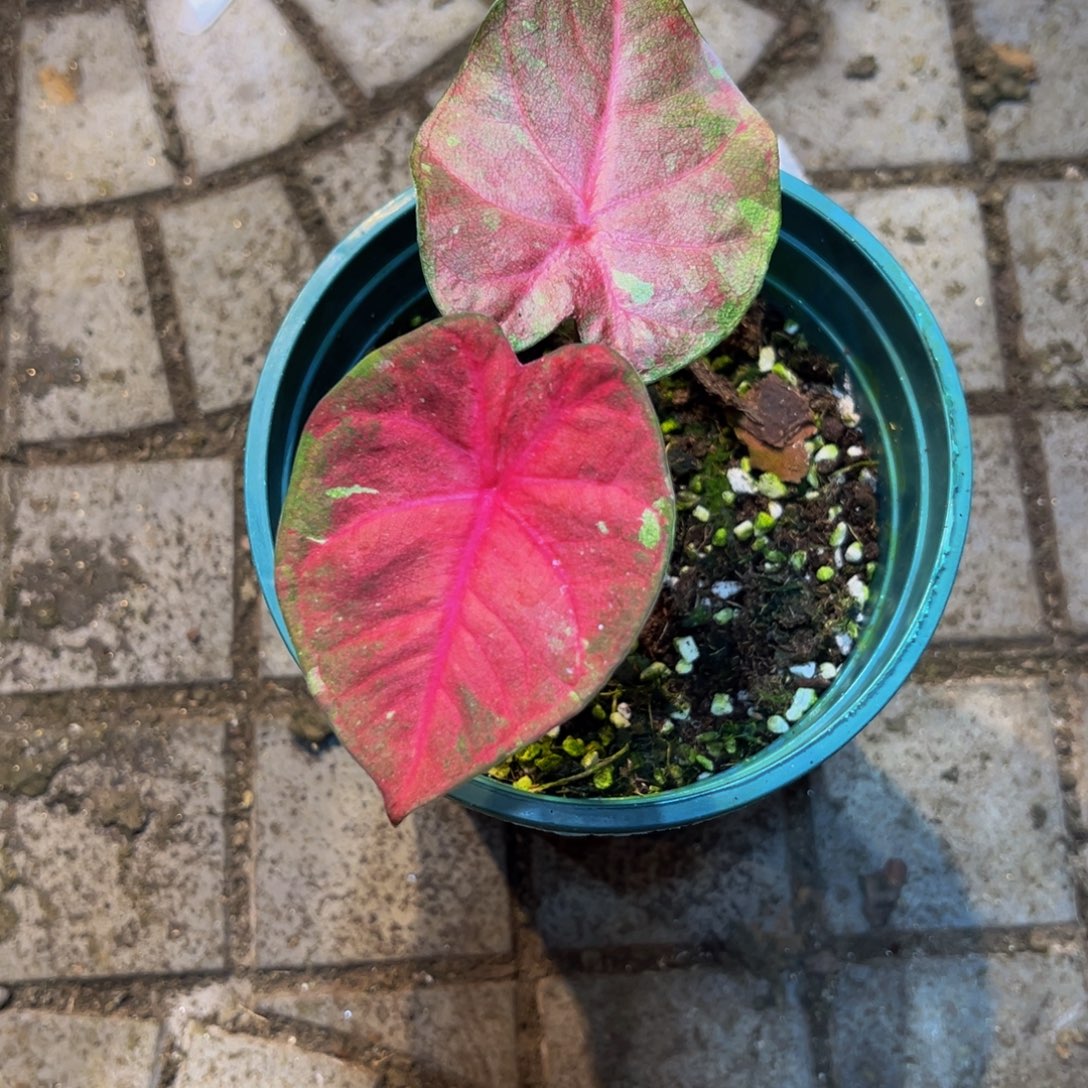 哎***哦完全开放5932泰彩