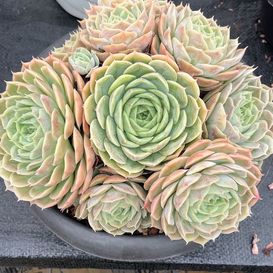 多肉植物一物一拍