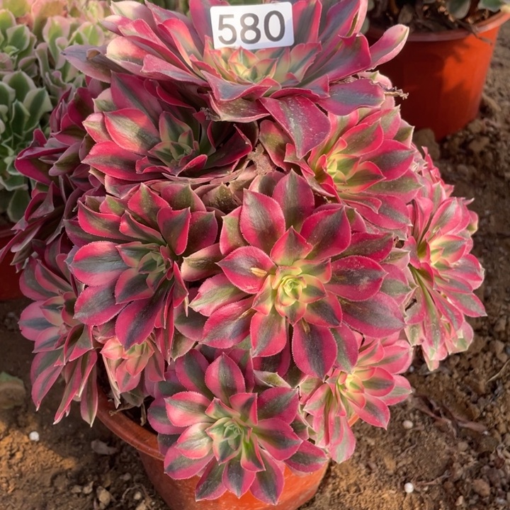 无花朵580红女巫多肉植物