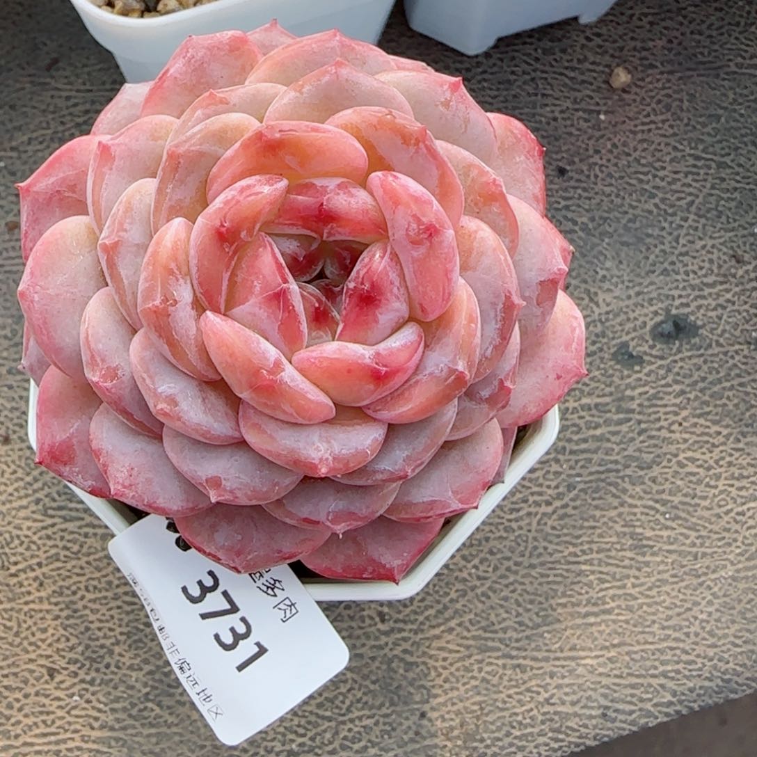 红宝石冰魄，3731多肉植物