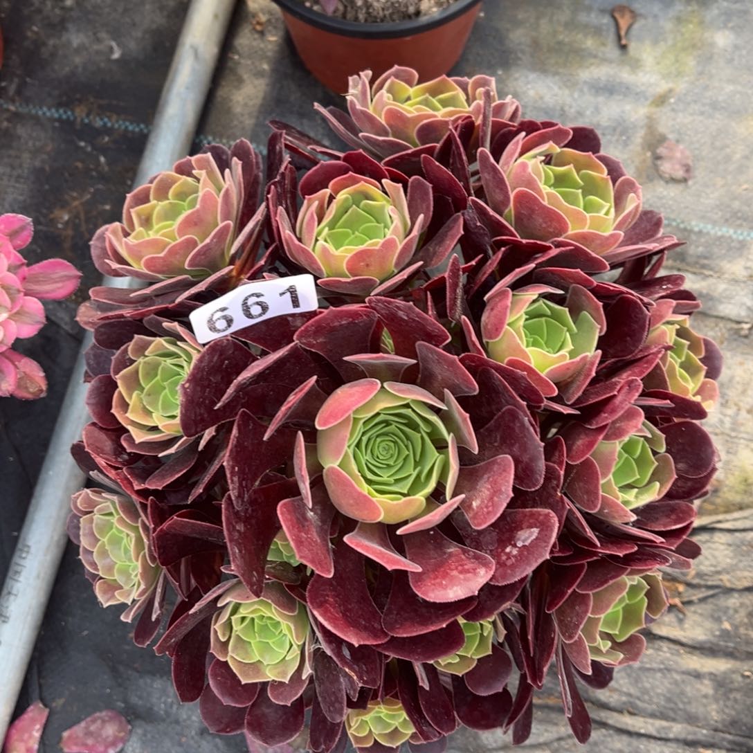 【闪购商品】紫玫瑰661多肉