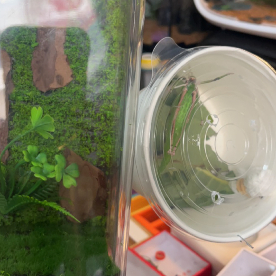 生态箱10*20➕海南素背送竹蛉