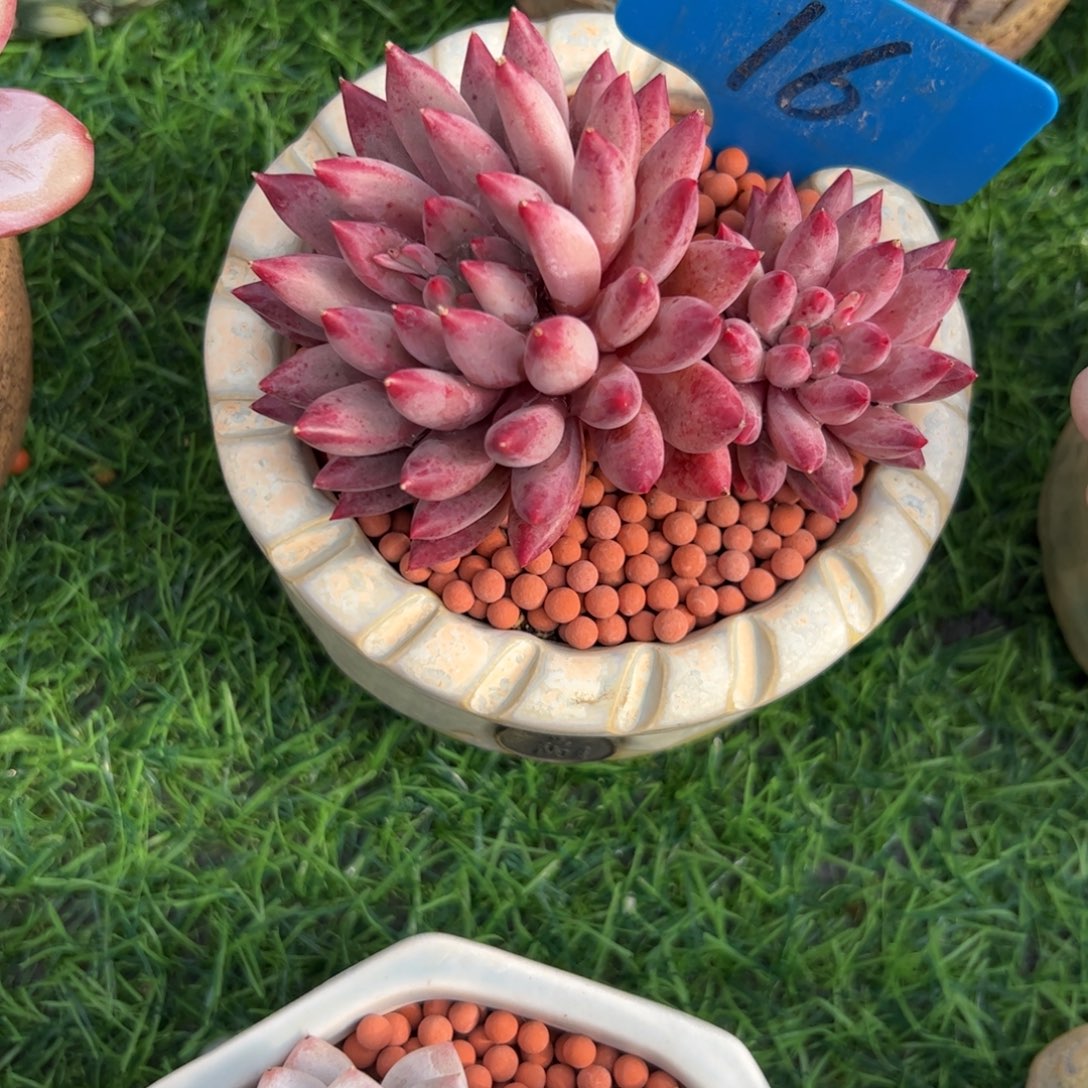 用***1车厘子多肉植物保护研究所