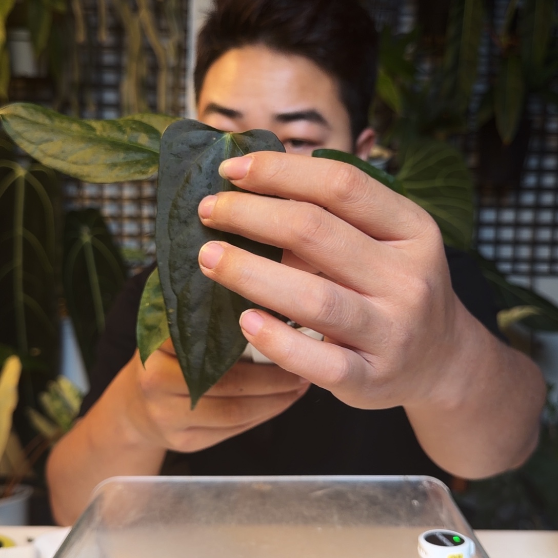 完全开放B93平克力杂小羊皮