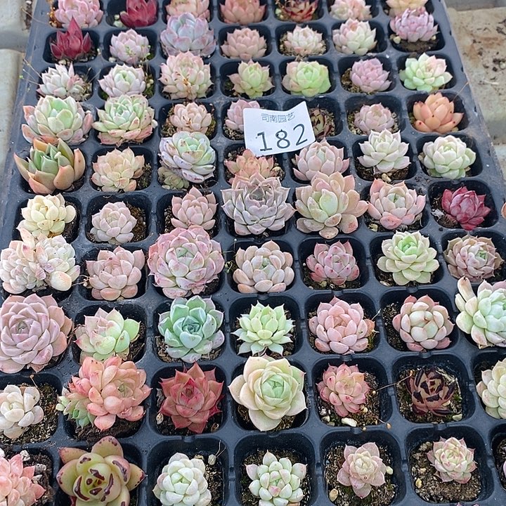 182 多肉植物盆栽花卉植物